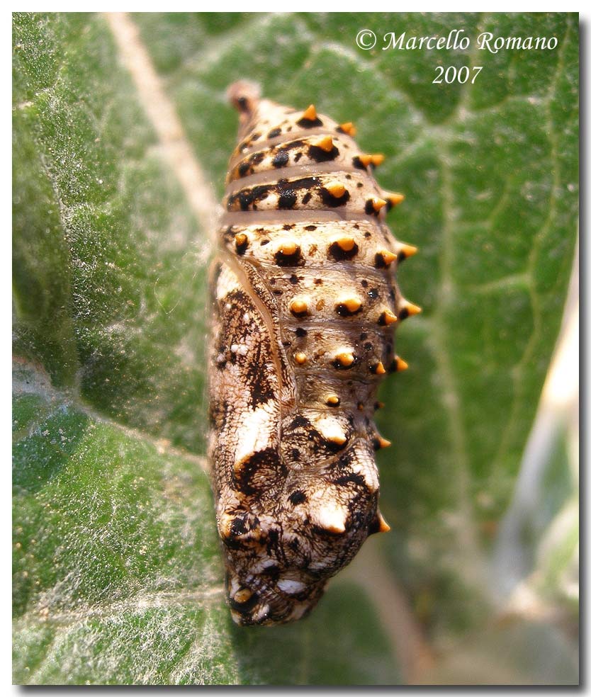 Bruco e crisalide di Melitaea ornata (Lepid., Nymphalidae)